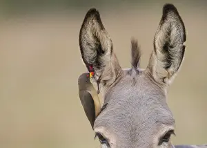 Yellow-billed Oxpecker (Buphagus africanus)