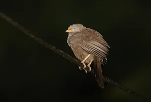 Yellow-billed Scimitar Babbler (Turdoides affinis taprobanus) endemic breed