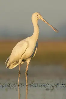 Yellow-billed Spoonbill (Platalea flavipes) foraging