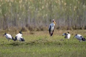 Yellow-billed stork (Mycteria ibis)