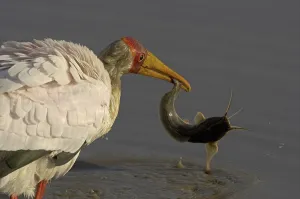 Yellow-billed Stork (Mycteria ibis)