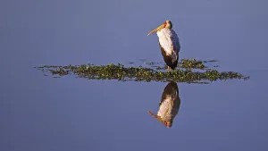 Yellow-billed stork (Mycteria ibis) at South Luangwa National Park