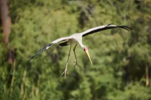 Yellow-bird Stork (Mycteria ibis)