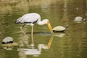 Yellow-bird Stork (Mycteria ibis)