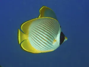 A yellow-black panda butterflyfish (Chaetodon adiergastos) swims in a clear blue ocean