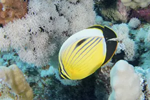 A yellow and black striped fish