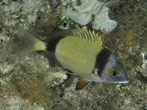 A yellow and black striped fish