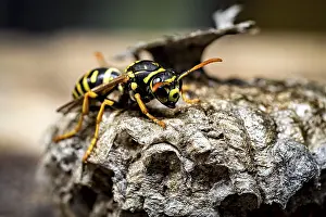 A yellow and black wasp perched on a nest