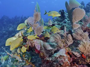 Many yellow bluestriped grunts (Haemulon sciurus) swim through a colourful reef in clear water