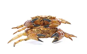 Two yellow boiled crab isolated on white background