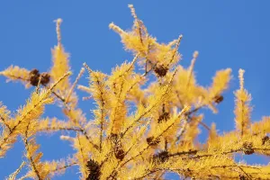 Yellow branch of Larch tree (Larix decidua) with cones at autumn on background of blue sky