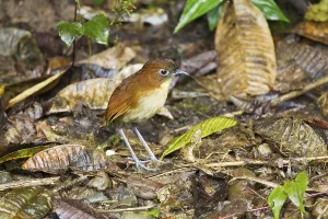 Yellow-breasted Antpitta (Grallaria flavotincta)