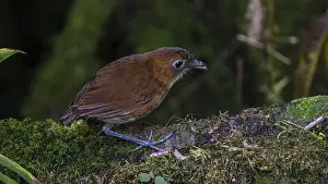 Yellow-breasted antpitta (Grallaria flavotincta)