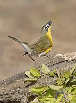 Yellow-breasted Chat (Icteria virens) singing