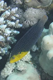 Yellow-breasted Junker (Anampses twistii)