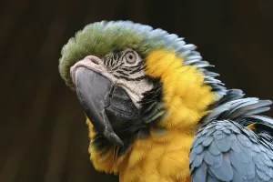 Yellow-breasted macaw