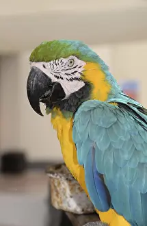 Yellow-breasted macaw, parrot, bird
