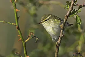 Yellow-browed Warbler (Phylloscopus inornatus)