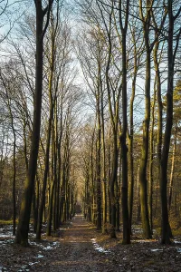 Yellow brown leaves of a beech tree in the forest during fall