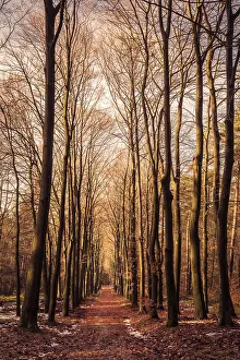 Yellow brown leaves of a beech tree in the forest during fall