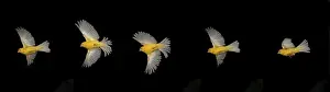Yellow Canary (serinus canaria)