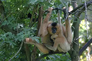 Yellow-cheeked crested gibbons