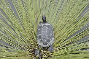 Yellow-cheeked tortoise (Trachemys scripta scripta)