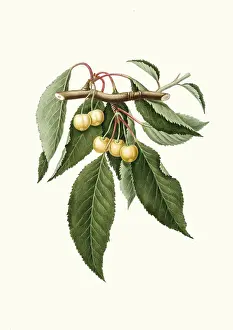 Yellow cherries, Cerasus duracina