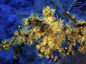 Yellow cluster anemone (Parazoanthus axinellae)