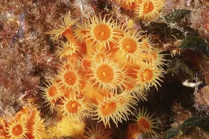 Yellow cluster anemone (Parazoanthus axinellae)
