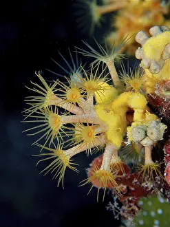 Yellow cluster anemone (Parazoanthus axinellae)