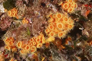 Yellow cluster anemone (Parazoanthus axinellae)