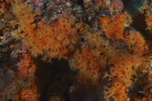 Yellow cluster anemone (Parazoanthus axinellae) in the Mediterranean Sea near Hyeres