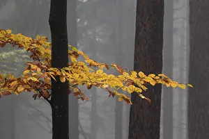 Yellow colored leaves on a tree trunk in autumn