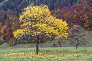 Yellow coloured tree in front of autumnal forest