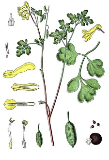 Yellow corydalis (Pseudofumaria lutea)