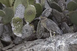Yellow-crowned Night Heron (Nyctanassa violacea)