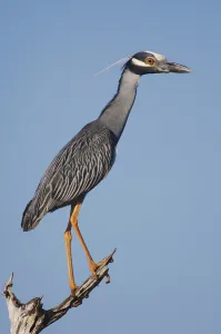 Yellow-crowned Night-Heron (Nyctanassa violacea)