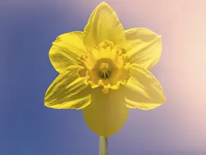 Yellow daffodil flower in spring in the garden