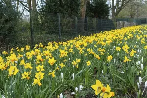 Yellow daffodils and white crocuses growing next to a metal fence in a park during springtime
