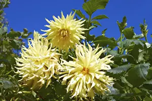 Three yellow dahlias in the flowerbed