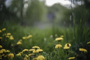 Yellow dandelions in a lush green field with a softly blurred background