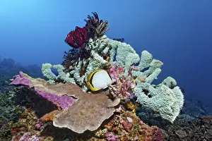 Yellow-dotted butterflyfish (Chaetodon selene) seeking shelter in verzweitgem sponge (Porifera)