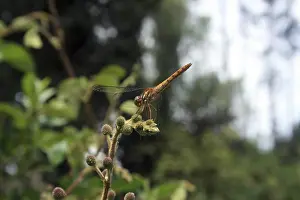A yellow dragonfly sitting on the end of a small branch on a bush in Cotacachi