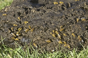 Yellow dung fly (Scathophaga stercoraria)