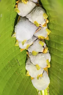 Yellow-eared bat (Ectophylla alba) sleeping under a leaf