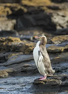 Yellow-eyed penguin, Hoiho (Megadyptes antipodes) on rocks