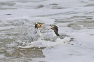 Yellow-eyed penguin (Megadyptes antipodes) two adults