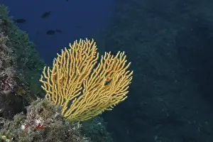 Yellow fan coral, yellow gorgony (Eunicella cavolinii)