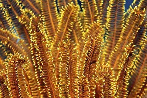 Yellow Feather Star (Comaster sp)